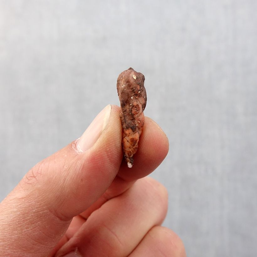 Exemplaar van Oxalis triangularis papilionacea Atropurpurea - Klaverzuring Bol kaliber I zoals geleverd in de lente