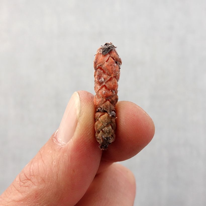 Example of Oxalis triangularis ssp.papilionacea Bol Kaliber/Größe I as you get in printemps