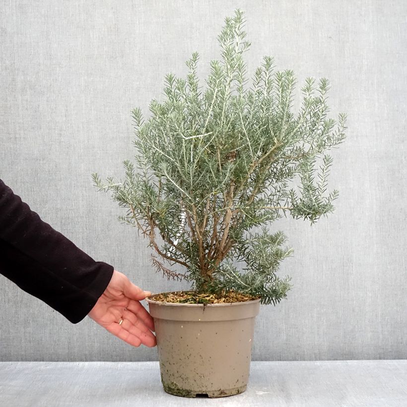 Example of Ozothamnus rosmarinifolius Silver Jubilee - Zeerozemarijn Pot van 4 l/5 l as you get in hiver