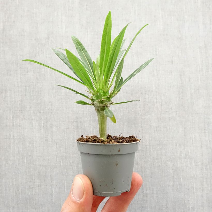 Example of Pachypodium lamerei - Madagaskarpalm Mini-plante as you get in printemps