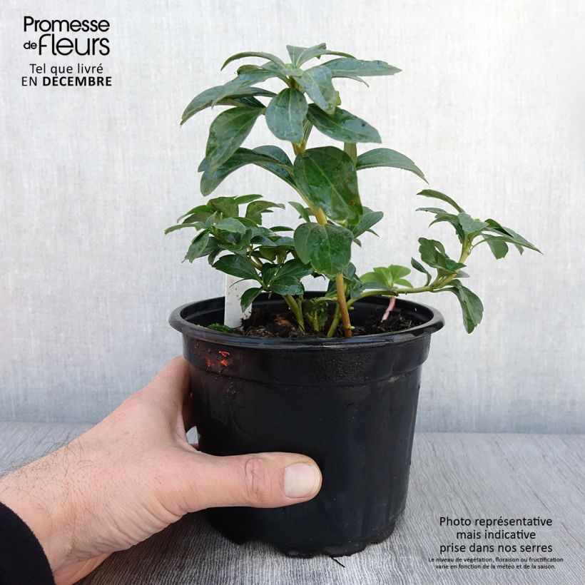 Exemplaar van Pachysandra terminalis Pot de 2L/3L zoals geleverd in de herfst