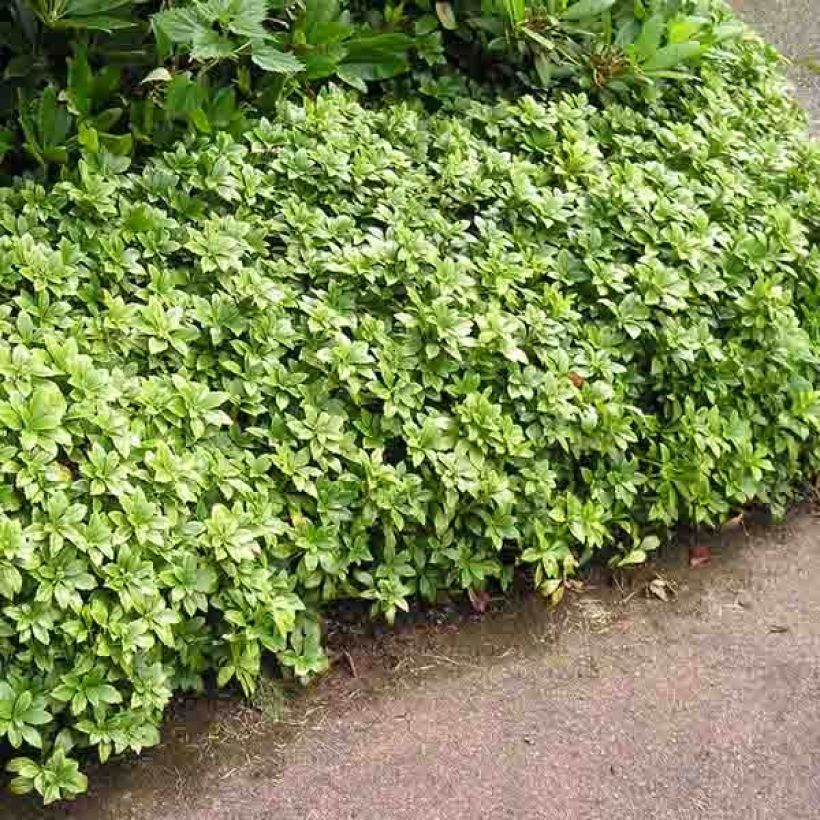 Pachysandra terminalis - Schaduwkruid (Plant habit)