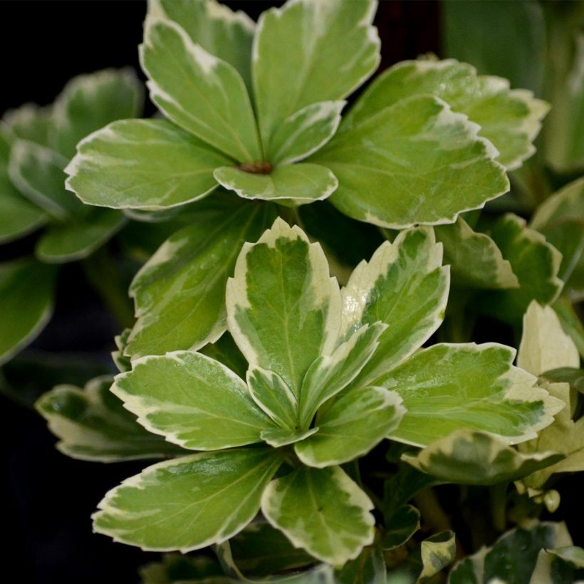 Pachysandra terminalis Variegata - Schaduwkruid (Foliage)