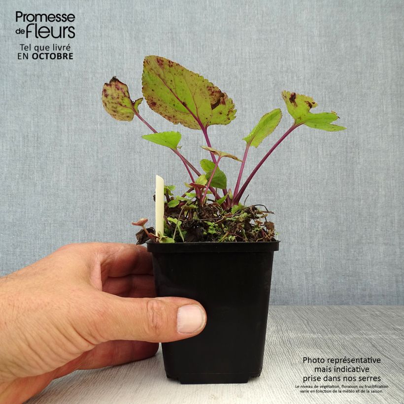 Exemplaar van Packera aurea - Gulden kruiskruid Kweekpotje van 8/9 cm zoals geleverd in de herfst