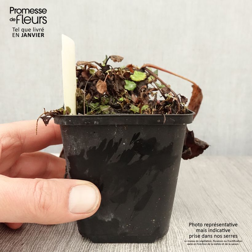 Example of Packera aurea - Séneçon doré, séneçon jacobée Kweekpotje van 8/9 cm as you get in hiver