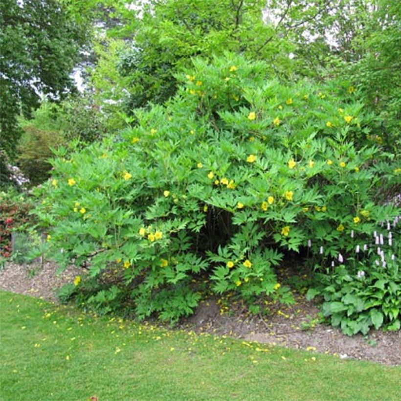 Paeonia lutea - Boompioen (Plant habit)