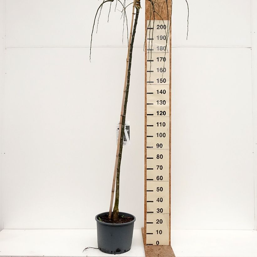 Exemplaar van Sophora japonica Pendula - Honingboom Pot van 20 l/25 l zoals geleverd in de winter