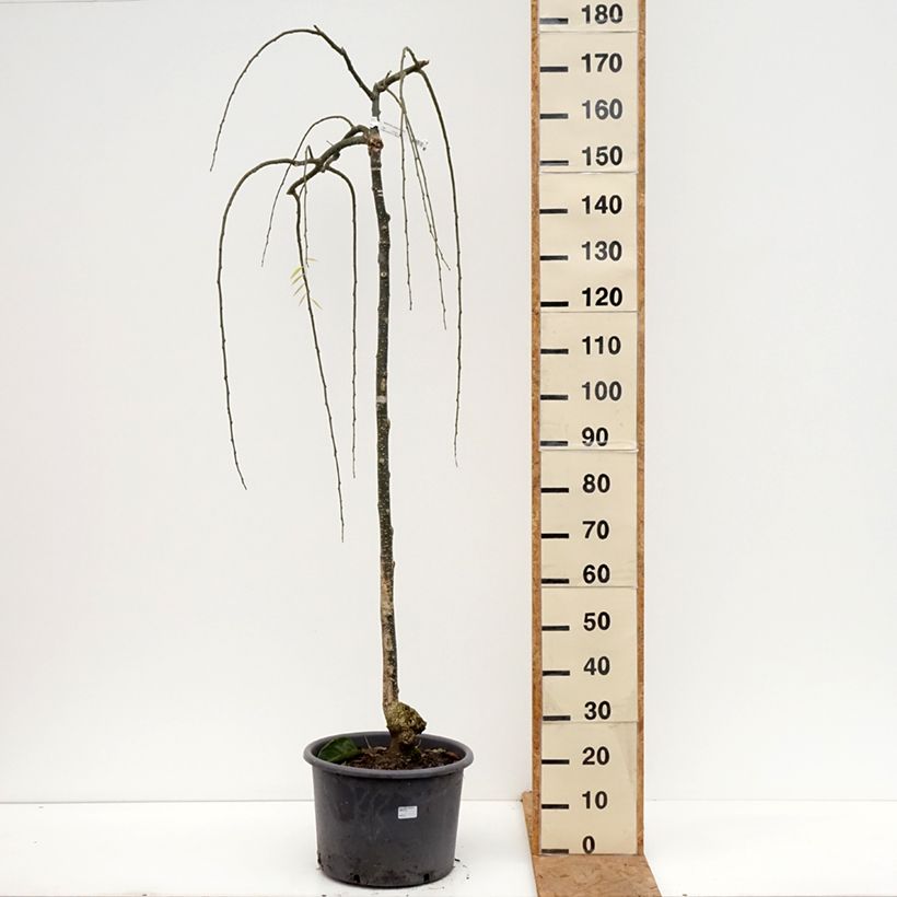 Example of Pagode japonaise - Sophora japonica Pendula Pot van 20 l/25 l as you get in automne