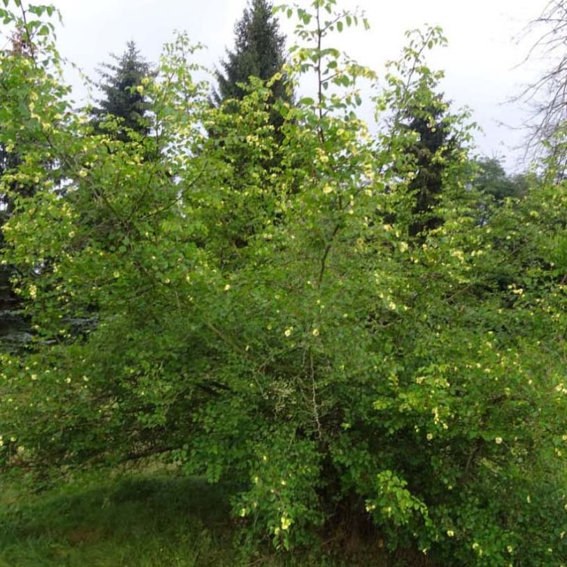 Paliurus spina-christi - Echte christusdoorn (Plant habit)