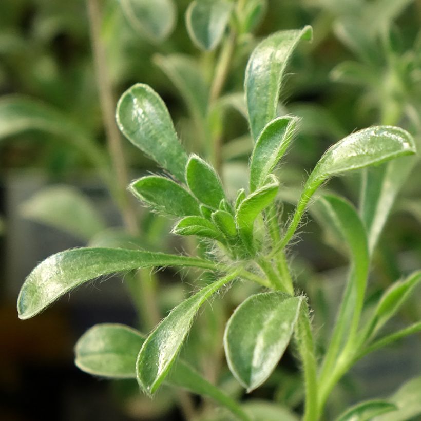 Pallenis maritima Aurelia Gold - Dukaatbloem (Blad)