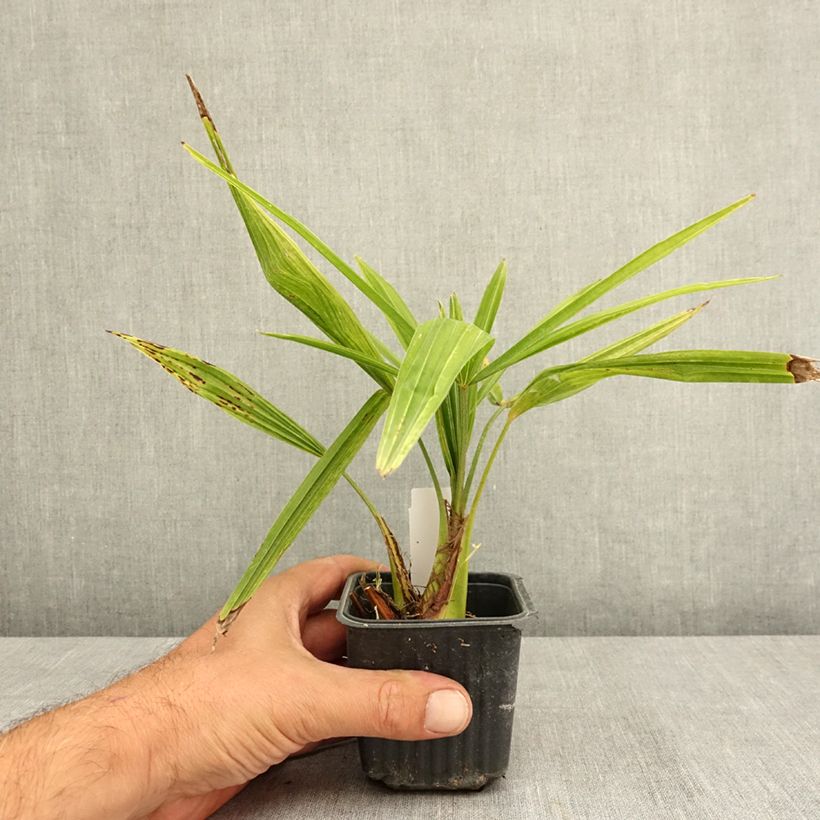 Exemplaar van Trachycarpus fortunei - Chinese waaierpalm Kweekpotje van 8/9 cm zoals geleverd in de zomer