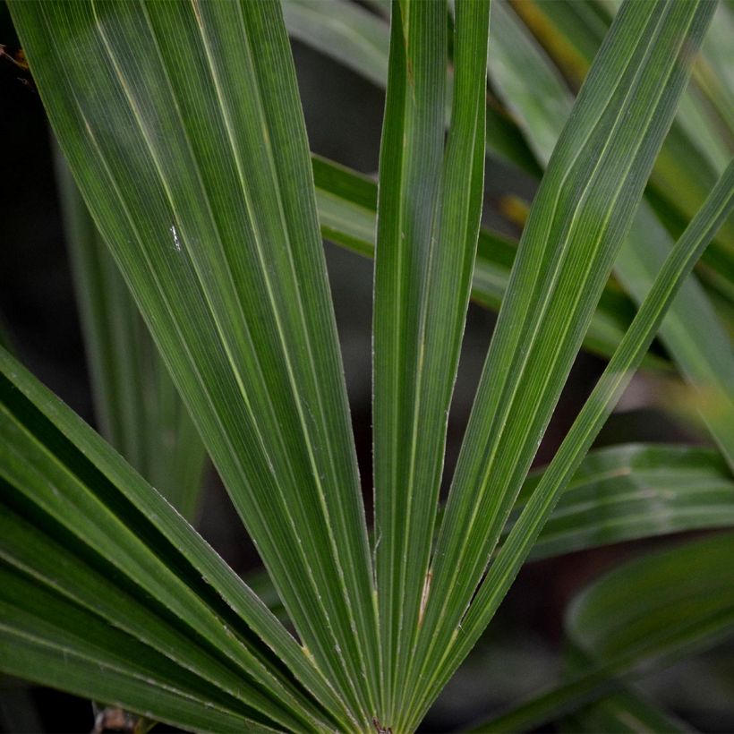 Trachycarpus fortunei - Chinese waaierpalm (Foliage)