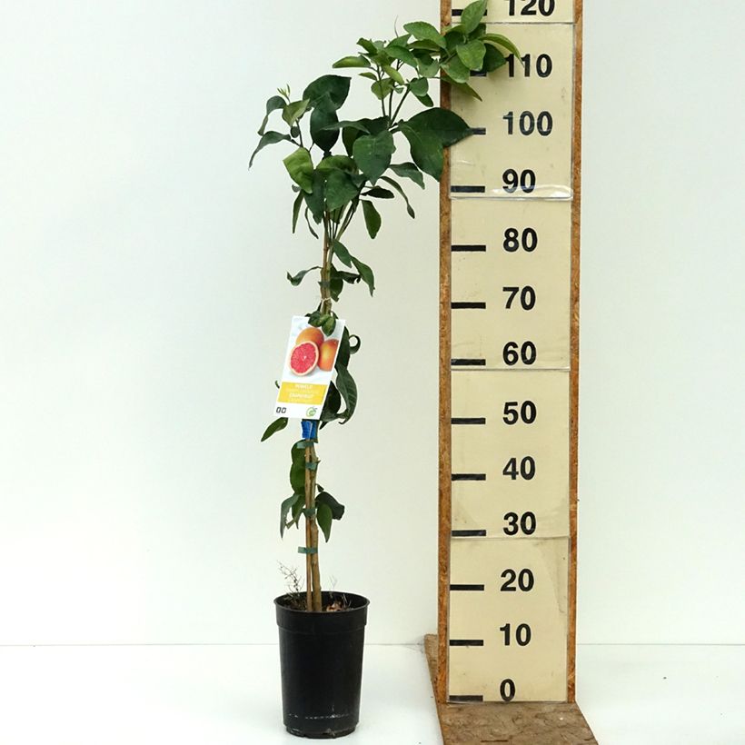 Exemplaar van Grapefruit - Citrus × paradisi Pot van 3 l/4 l, Pol zoals geleverd in de zomer