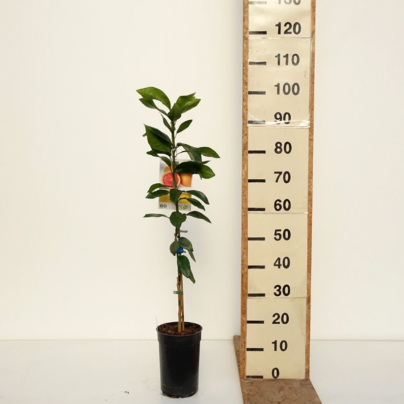 Exemplaar van Grapefruit - Citrus × paradisi Pot van 3 l/4 l, Pol zoals geleverd in de winter