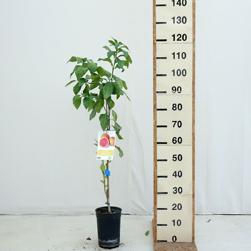 Exemplaar van Grapefruit - Citrus × paradisi Pot van 7,5 l/10 l, Half-hoge stam zoals geleverd in de herfst