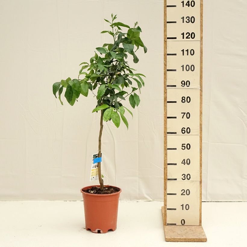 Exemplaar van Grapefruit - Citrus × paradisi Pot van 7,5 l/10 l, Half-hoge stam zoals geleverd in de lente