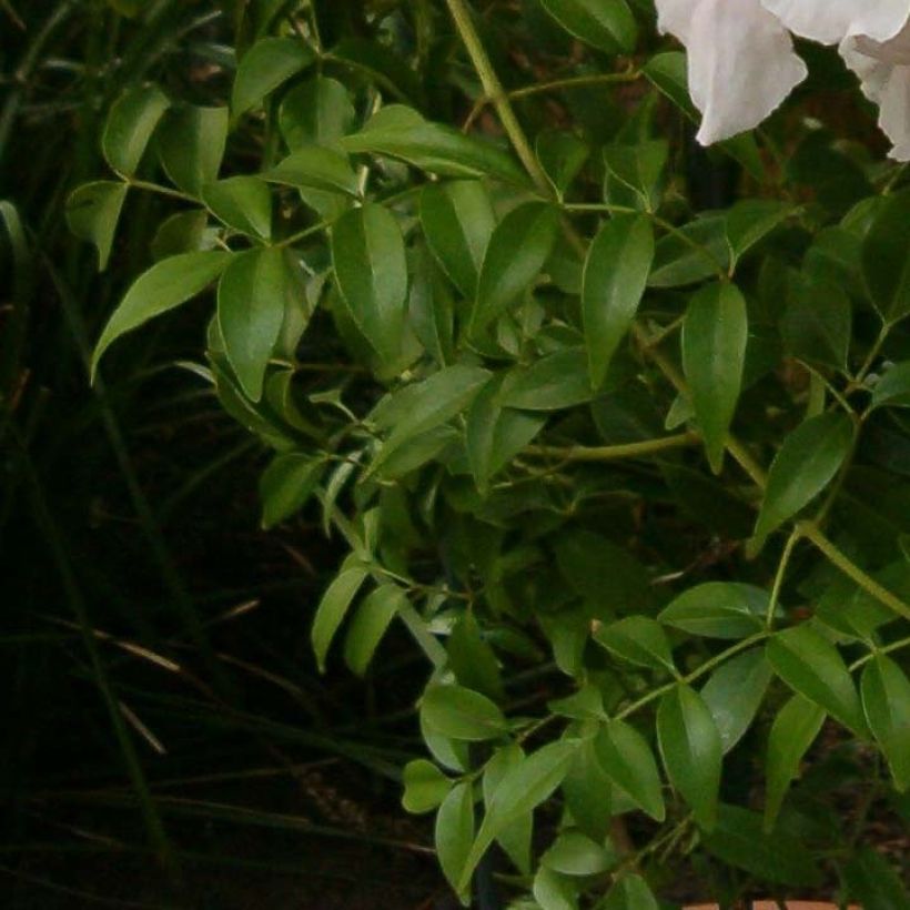 Pandorea jasminoïdes Alba - Australische trompetklimmer (Foliage)