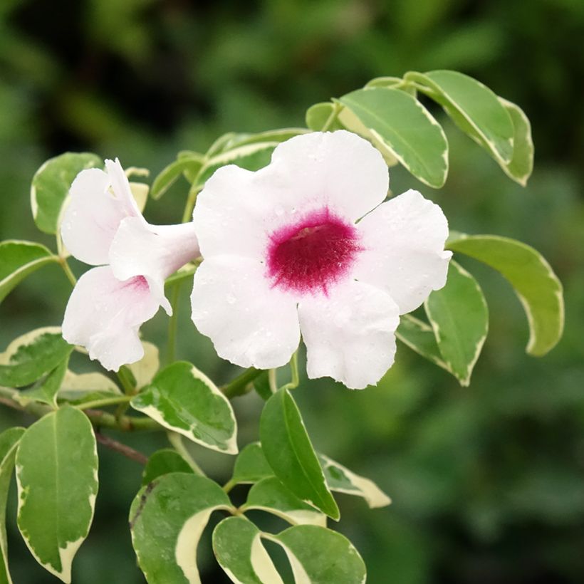 Pandorea jasminoïdes Variegata - Bignone faux jasmin (Flowering)