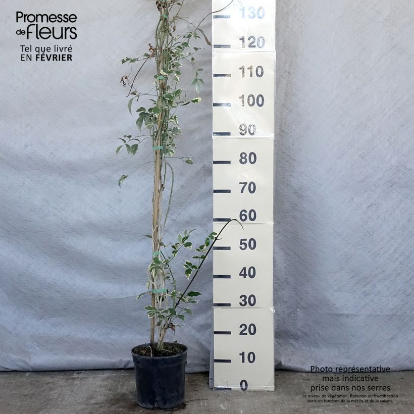 Example of Pandorea jasminoides Variegata - Bignone faux jasmin  Pot van 3 l/4 l as you get in hiver