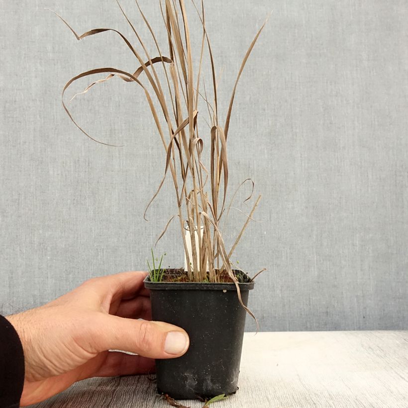 Exemplaar van Panicum virgatum Cloud Nine - Vingergras Kweekpotje van 8/9 cm zoals geleverd in de herfst