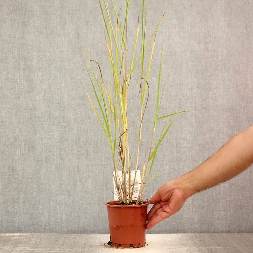 Exemplaar van Panicum virgatum Cloud Nine - Vingergras Pot van 1 l/1,5 l zoals geleverd in de zomer