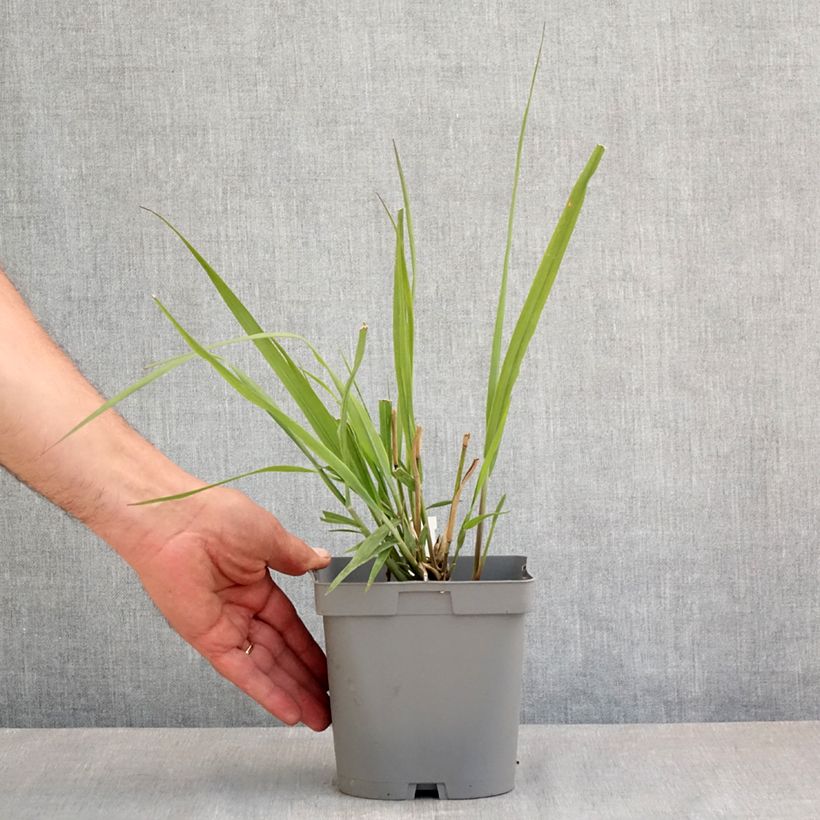 Exemplaar van Panicum virgatum Dallas Blues - Vingergras Pot van 2 l/3 l zoals geleverd in de lente