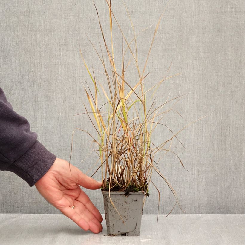 Exemplaar van Panicum virgatum Hanse Herms - Vingergras Kweekpotje van 8/9 cm zoals geleverd in de herfst