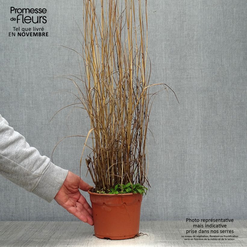 Exemplaar van Panicum virgatum Heavy Metal - Vingergras Pot van 2 l/3 l zoals geleverd in de herfst