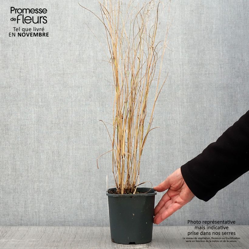 Exemplaar van Panicum virgatum Heiliger Hain - Vingergras Pot van 2 l/3 l zoals geleverd in de herfst