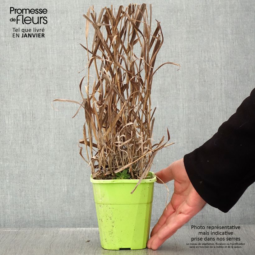 Example of Panicum virgatum Hot Rod - Vingergras Pot van 1,5 l/2 l as you get in hiver