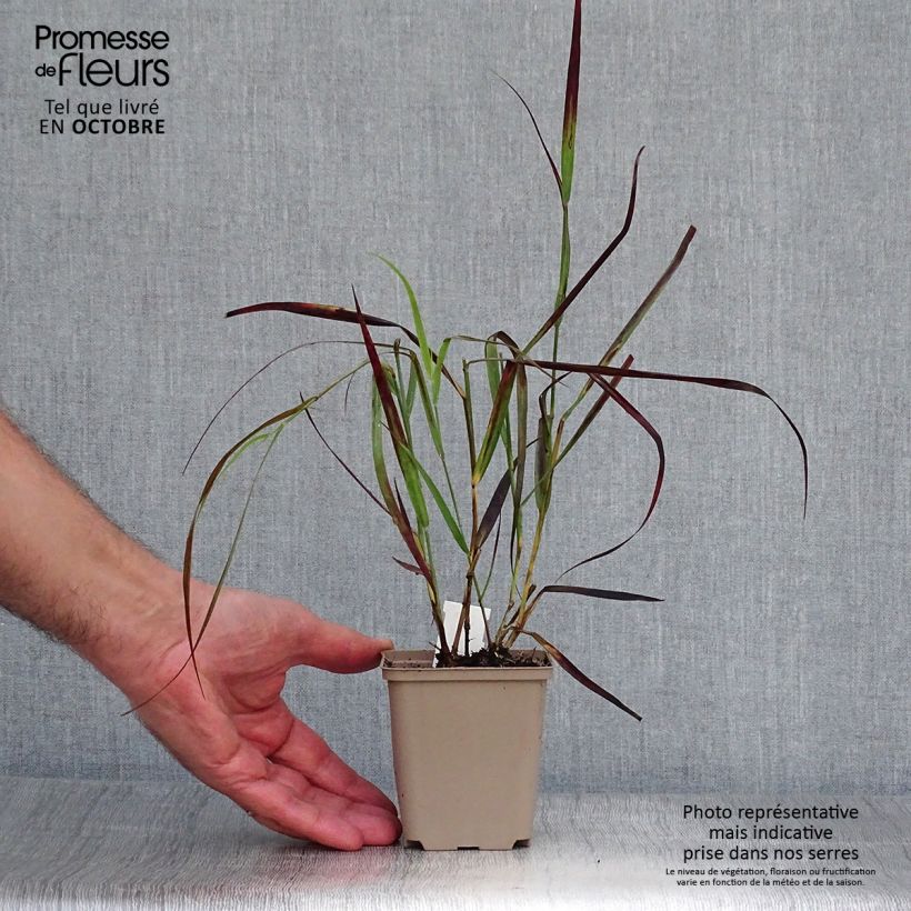 Exemplaar van Panicum virgatum Kulsenmoor - Vingergras Kweekpotje van 8/9 cm zoals geleverd in de herfst