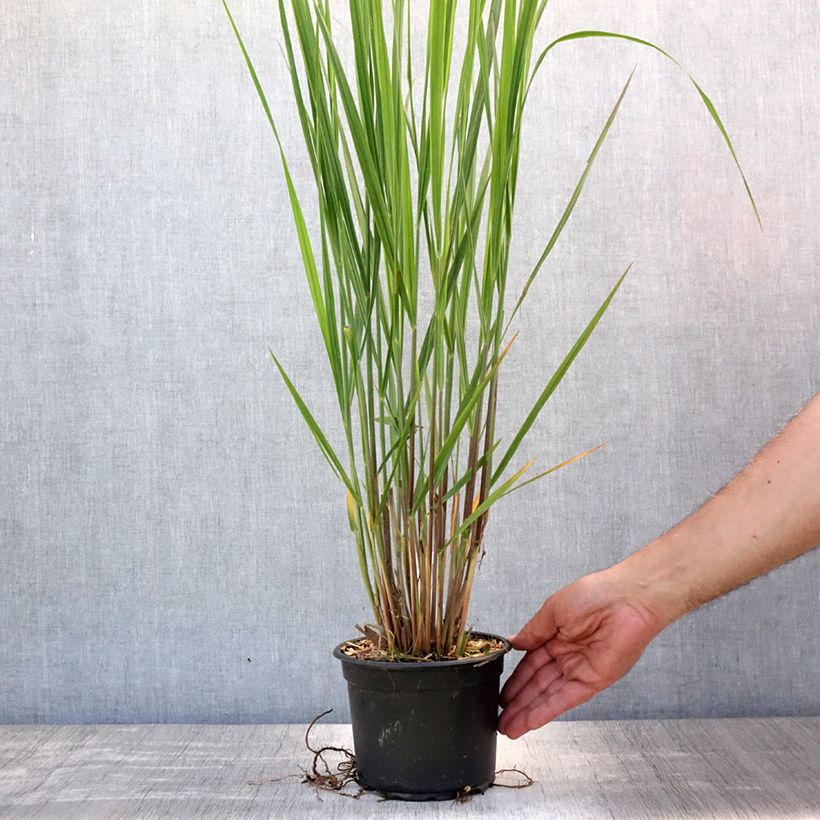 Exemplaar van Panicum virgatum Northwind - Vingergras Pot van 2 l/3 l zoals geleverd in de zomer