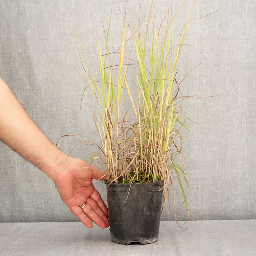 Exemplaar van Panicum virgatum Prairie Sky - Vingergras Pot van 2 l/3 l zoals geleverd in de herfst
