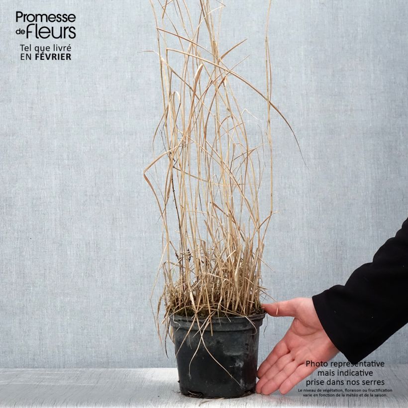 Example of Panic érigé - Panicum virgatum Prairie Sky Pot van 2 l/3 l as you get in hiver