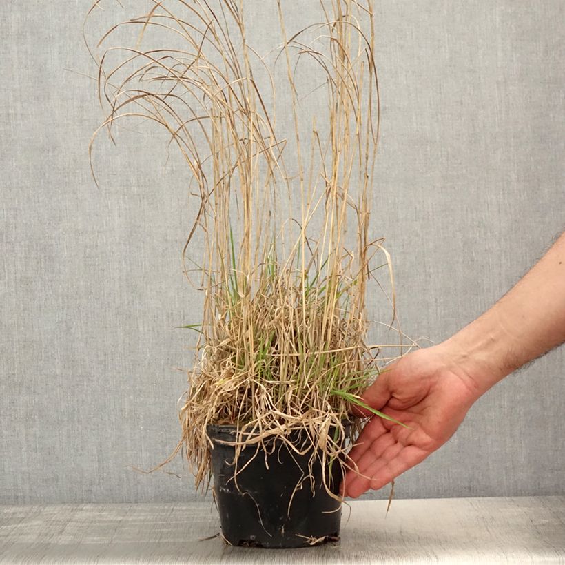 Exemplaar van Panicum virgatum Prairie Sky - Vingergras Pot van 2 l/3 l zoals geleverd in de lente