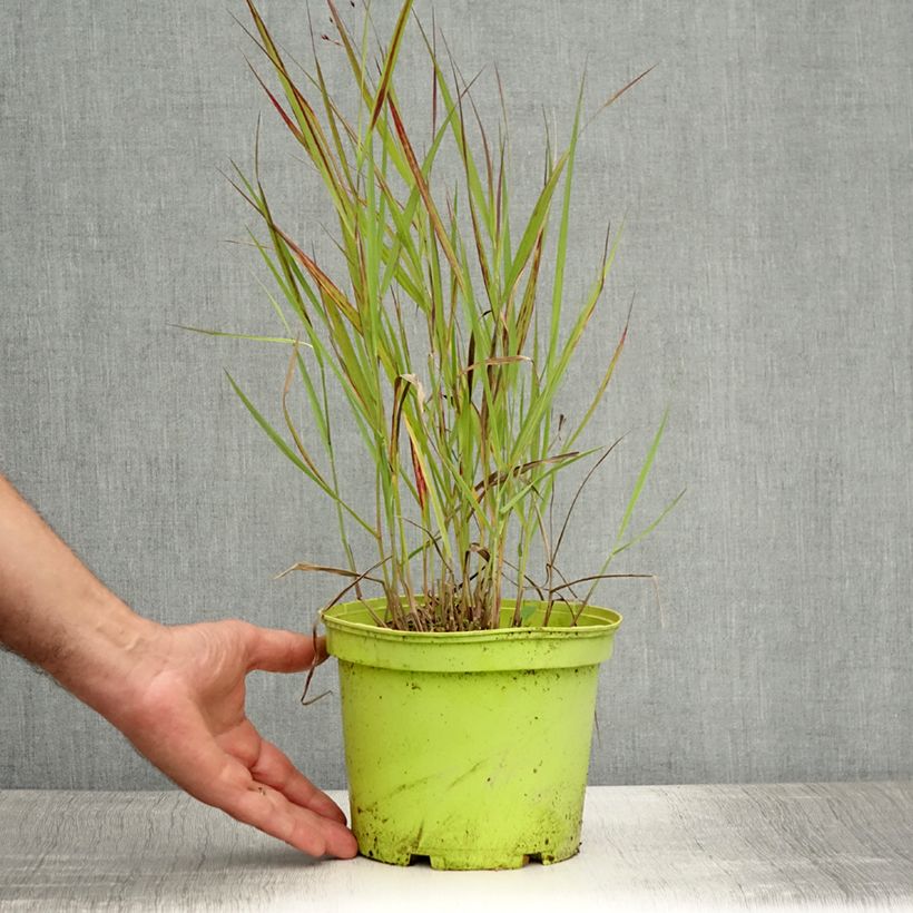 Exemplaar van Panicum virgatum Shenandoah - Vingergras Pot van 2 l/3 l zoals geleverd in de zomer