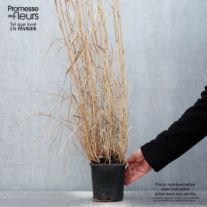 Example of Panicum virgatum Squaw - Vingergras Pot van 2 l/3 l as you get in hiver