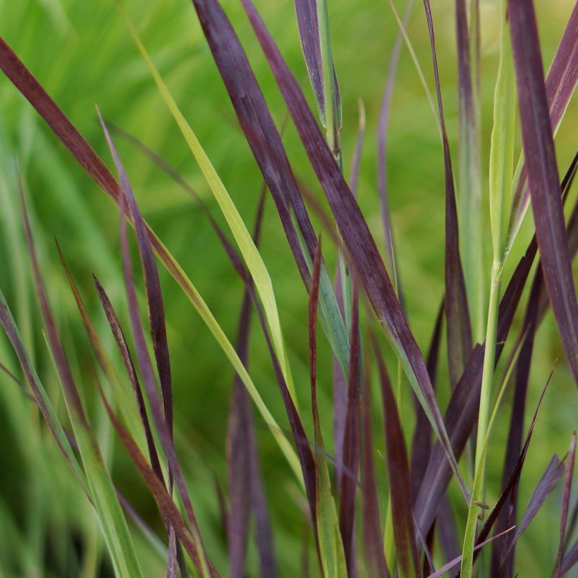 Panicum virgatum Purple Breeze - Vingergras (Foliage)