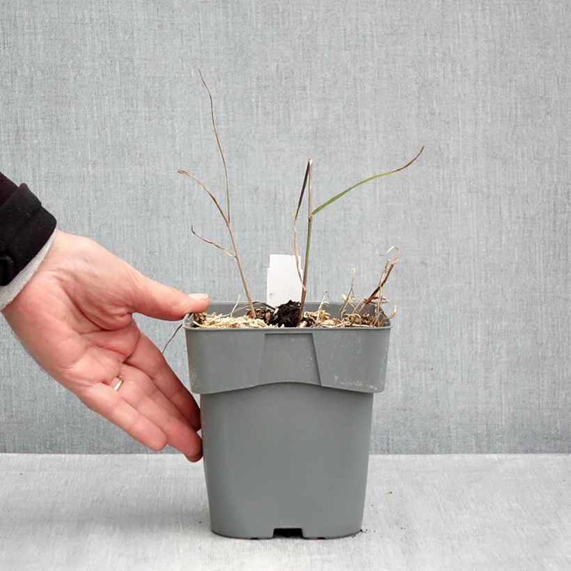 Exemplaar van Panicum virgatum Purple Breeze - Vingergras Pot van 3 l/4 l zoals geleverd in de herfst