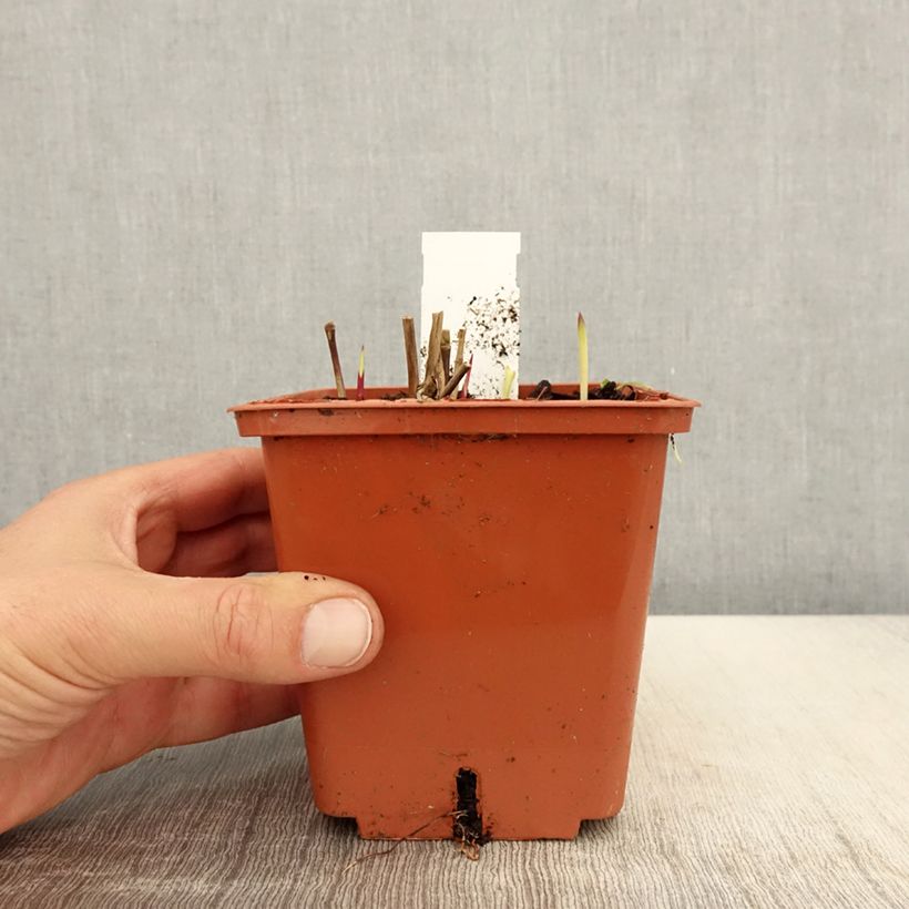 Exemplaar van Panicum virgatum Purple Breeze - Vingergras Pot van 3 l/4 l zoals geleverd in de lente