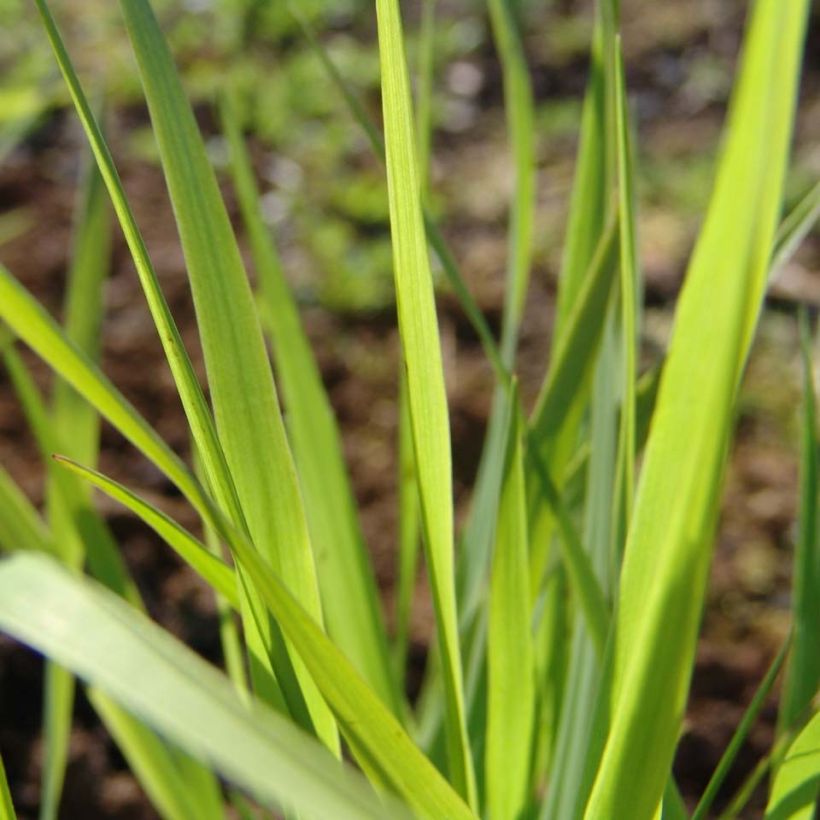 Panicum virgatum Rehbraun - Vingergras (Foliage)
