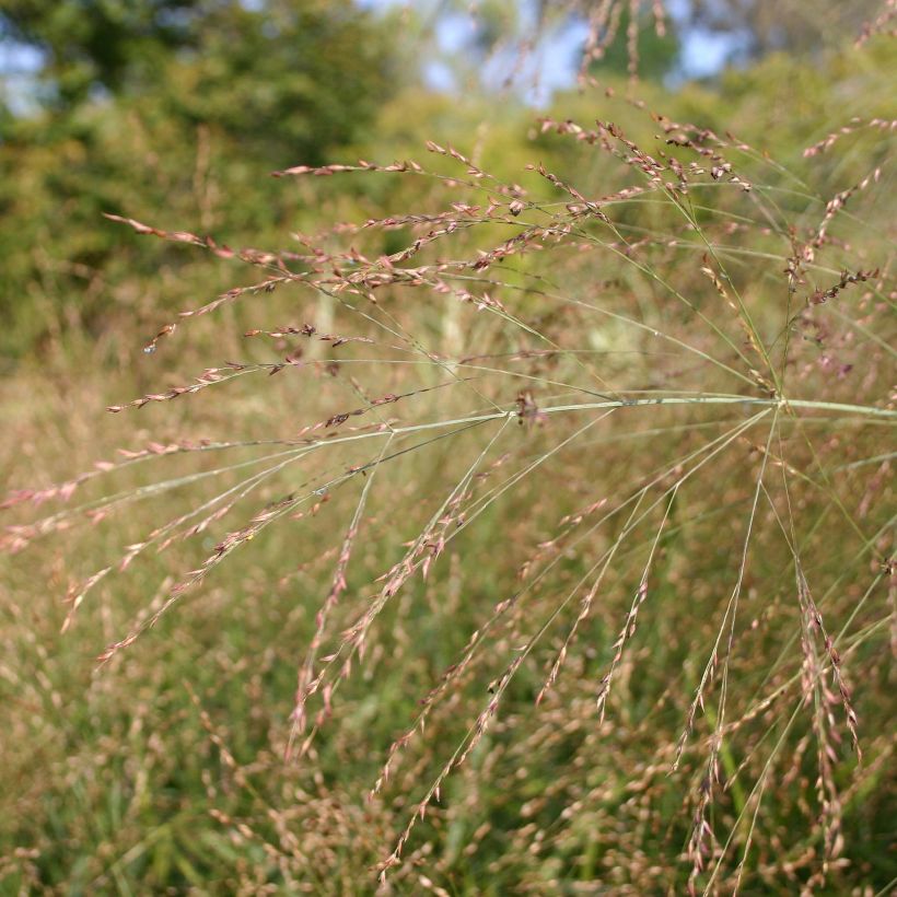 Panicum virgatum Rehbraun - Vingergras (Flowering)