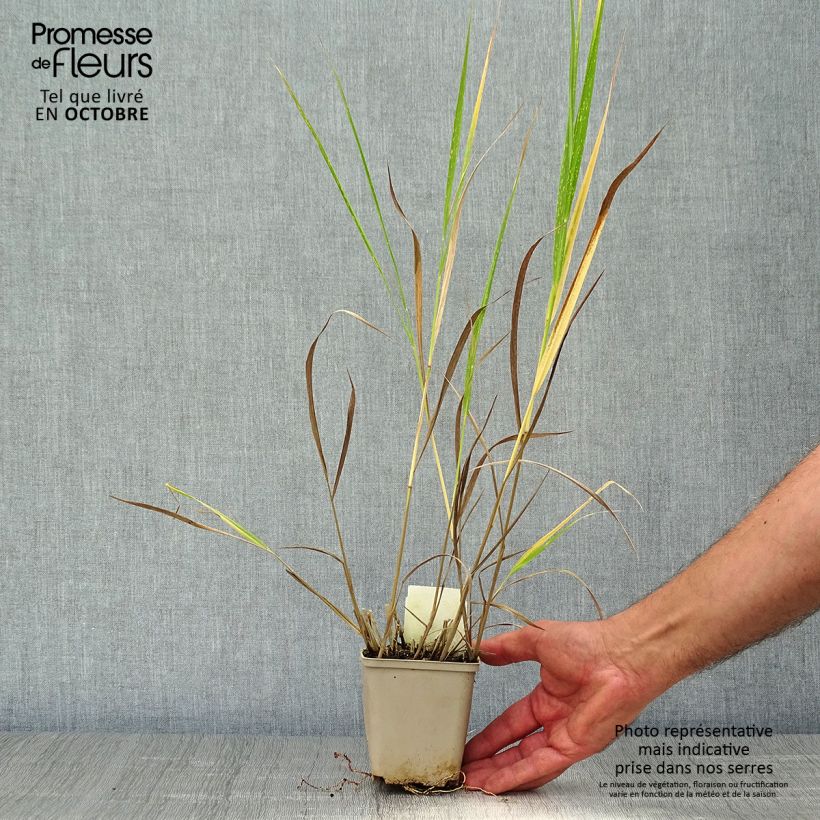 Exemplaar van Panicum virgatum Squaw - Vingergras Kweekpotje van 8/9 cm zoals geleverd in de herfst