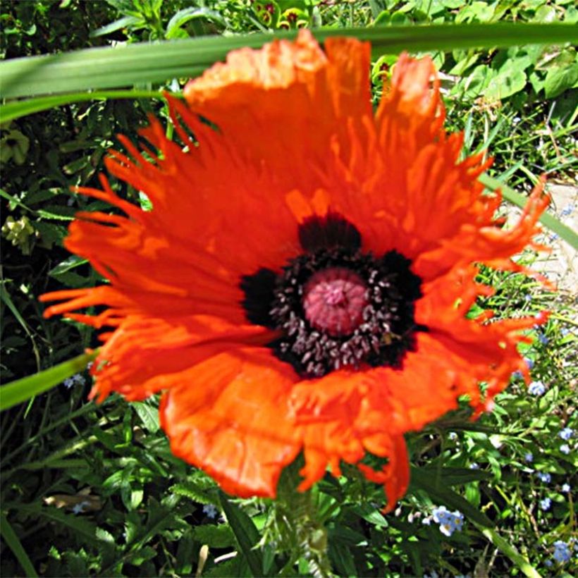 Papaver orientale Curlilocks - Oosterse papaver (Bloei)