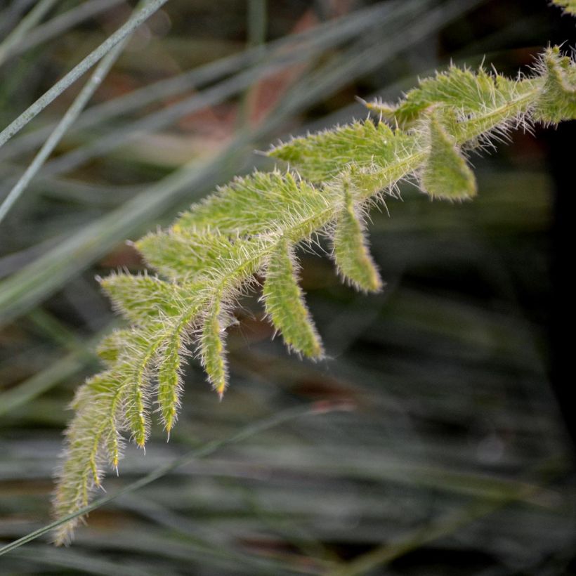 Papaver orientale Manhattan - Oosterse papaver (Foliage)