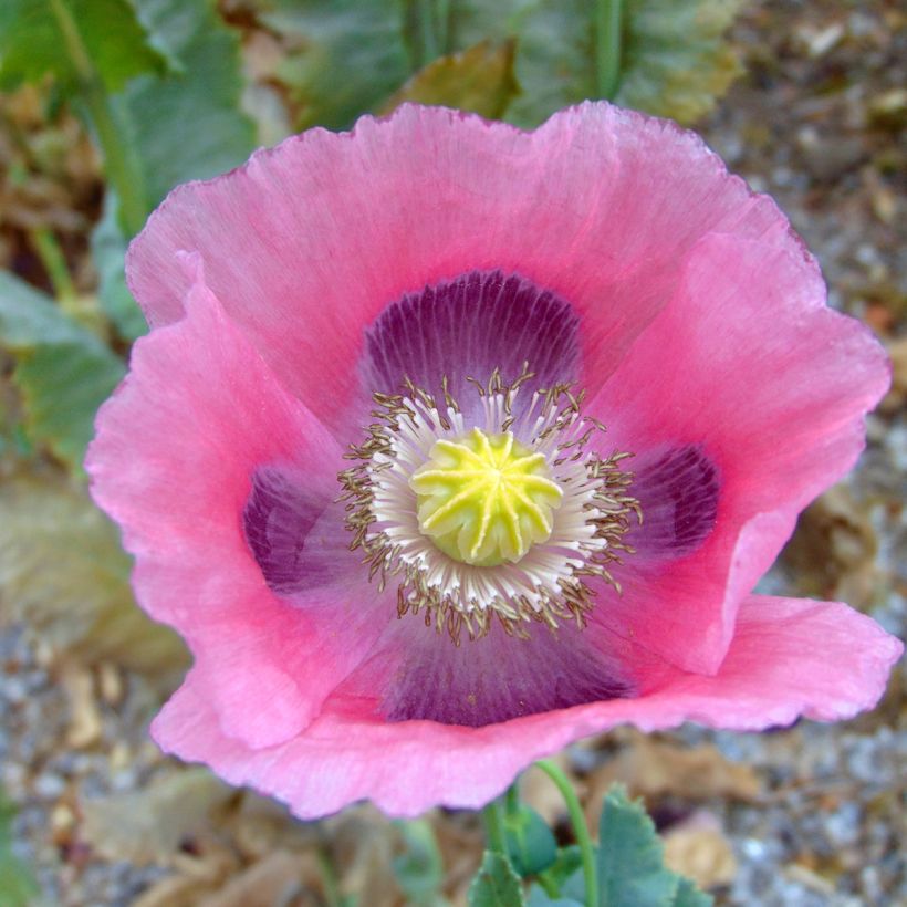 Slaapbol - Papaver somniferum (zaad) (Bloei)