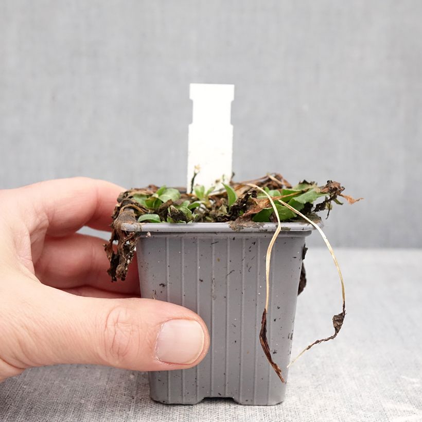 Exemplaar van Madeliefje - Bellis perennis Kweekpotje van 8/9 cm zoals geleverd in de winter