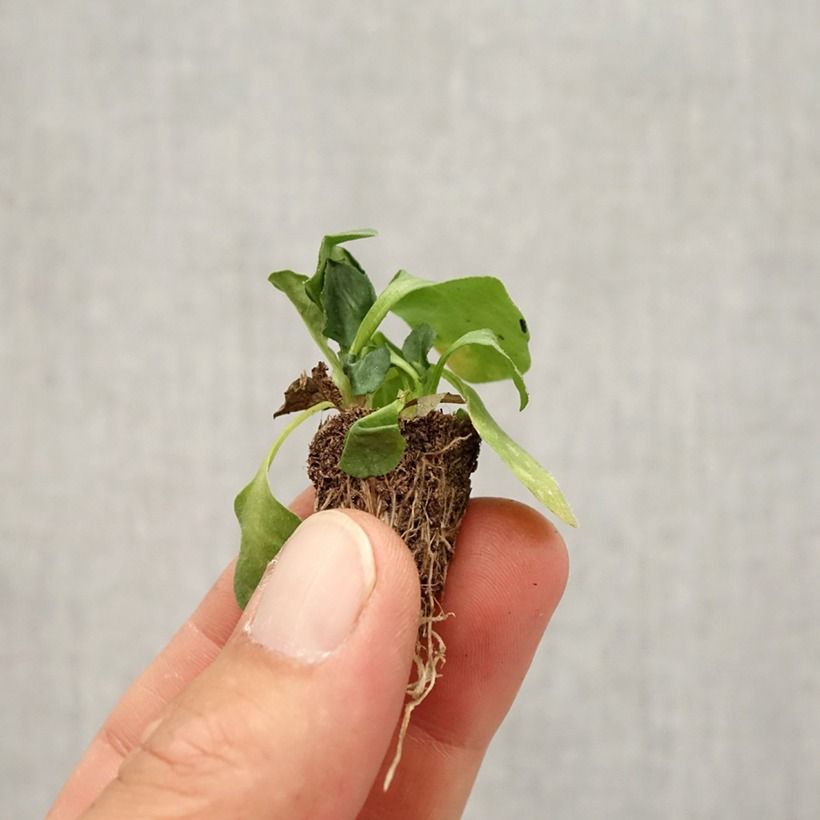 Exemplaar van Madeliefje Tasso Strawberries & Cream - Bellis perennis Minimotte: kluitje van 2,2 cm x 2 cm in kweekplaat per 35 stuks zoals geleverd in de herfst