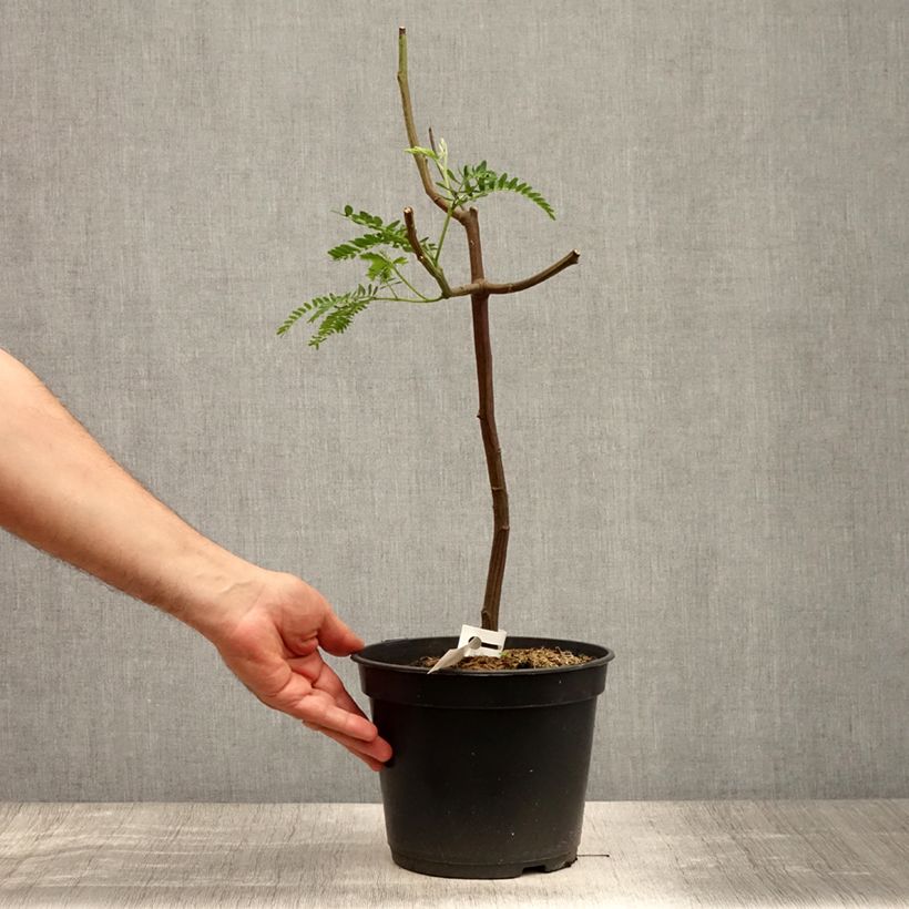 Exemplaar van Paraserianthes lophantha - Slaapboom Pot van 4 l/5 l zoals geleverd in de zomer