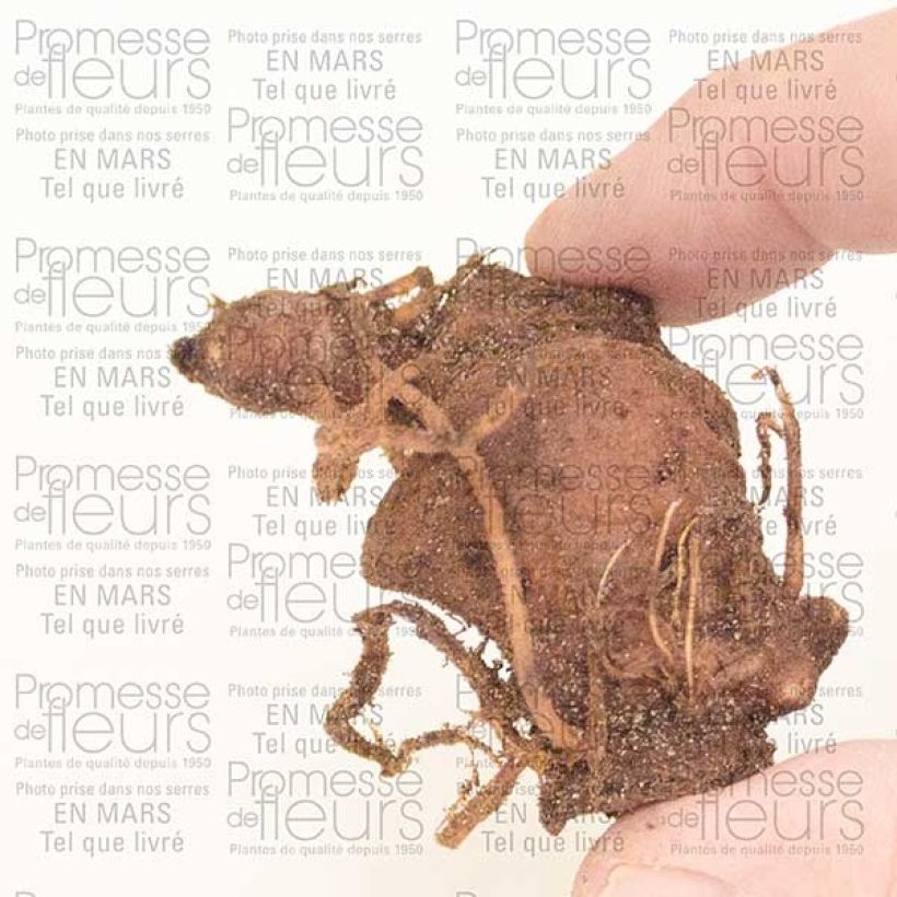 Voorbeeld van een exemplaar van Parispolyphilla Bol zoals geleverd